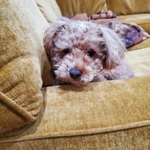 Meet your Posher, Dee